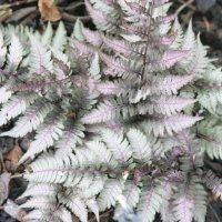 Athyricum niponicum Silberform