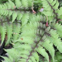 Athyricum niponicum Standart