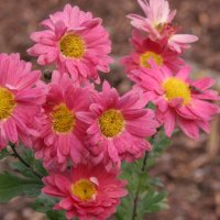 Chrysanthemum Bad Mergentheim