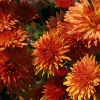 Chrysanthemum Bratapfel