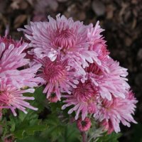 Chrysanthemum Emperor of China
