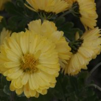 Chrysanthemum Golddukaten