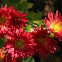 Chrysanthemum Herbstfeuer