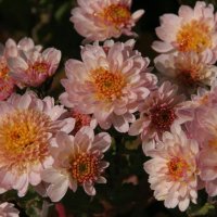 Chrysanthemum Psycho