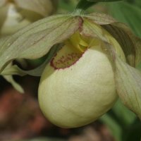 Cypripedium Gelbe Gisela