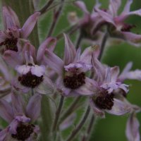 Delphinium staphysagrium