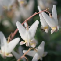 Dicentra cucullaria