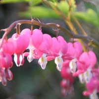 Dicentra spectabilis