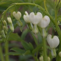 Dicentra spectabilis Album