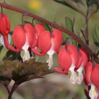 Dicentra spectabilis Valentine