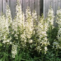 Dictamnus albus Albiflorus