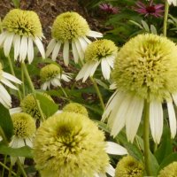 Echinacea Coconut Lime
