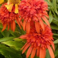Echinacea Hot Papaya