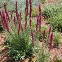 Echium russicum