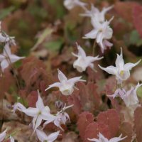 Epimedium pauciflorum