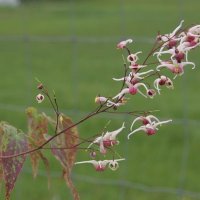 Epimedium x Domino
