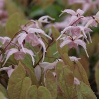Epimedium x Togen