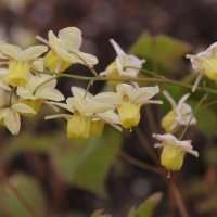 Epimedium x versicolor Sulphureum