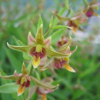 Epipactis Hybride