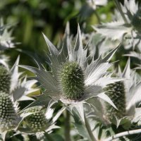Eryngium Miss Willmots Ghost