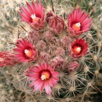 Escorbaria missouriensis