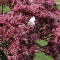 Eupatorium Riesenschirm