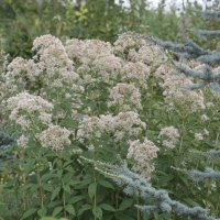 Eupatorium maculatum Album