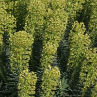 Euphorbia Gründauer Dreh