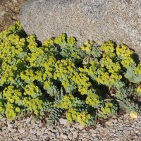 Euphorbia myrsinites