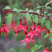 Fuchsia magellanica
