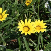 Gazania linearifolia
