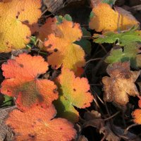 Geranium renardii Herbstlaub