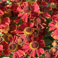 Helenium Potter´s Wheel