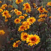 Heliopsis helianthoides var. scabra Sommernachtstraum