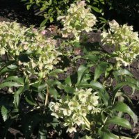 Helleborus argutifolius