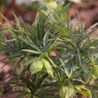 Helleborus multifidus ssp hercegowinus