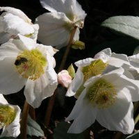 Helleborus niger