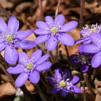 Hepatica nobilis am Naturstandort