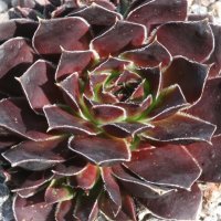 Jovibarba Schwarzer Peter