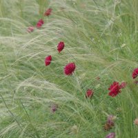 Knautia macedonica in Stipa tenuissima