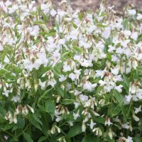 Lathyrus vernus Albiflorus