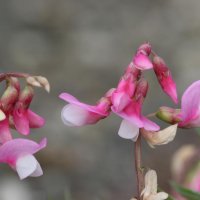 Lathyrus vernus Alboroseus