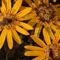 Ligularia Franz Feldweber