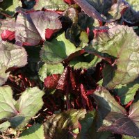 Ligularia Franz Feldweber Laub