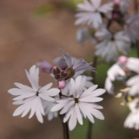 Lithophragma parviflora