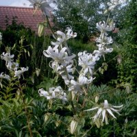 Michauxia tschihatschewii