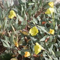 Oenother missouriensis ssp incana