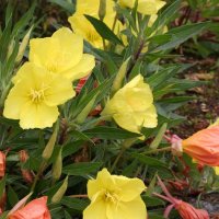 Oenothera missouriensis