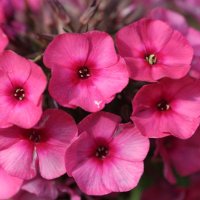 Phlox paniculata Classic Cassis