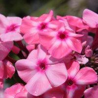 Phlox paniculata Oljenka